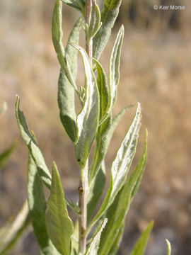 Artemisia douglasiana Bess.的圖片