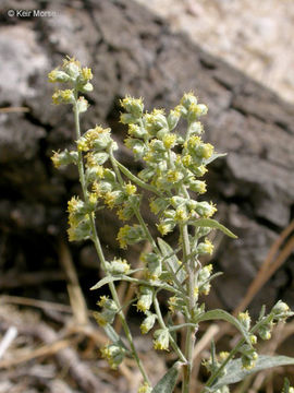 Image of Douglas' sagewort