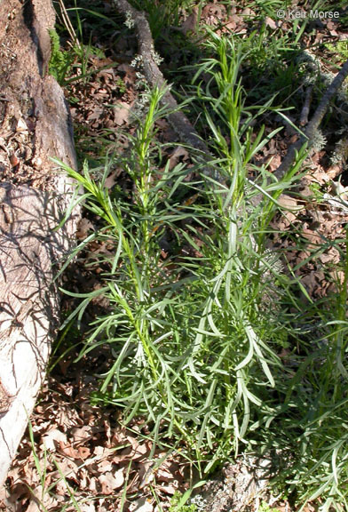 Image of tarragon