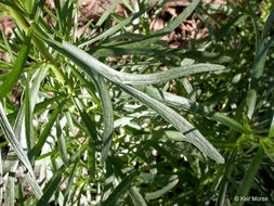 Image of tarragon