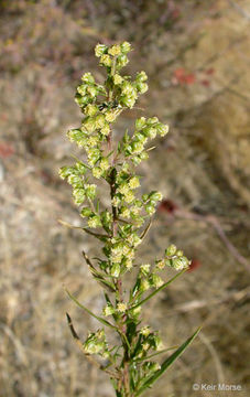 Image of tarragon