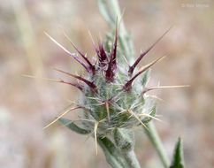 Image of Maltese star-thistle