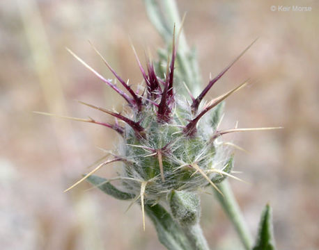 Centaurea melitensis L. resmi