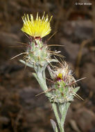 Image of Maltese star-thistle