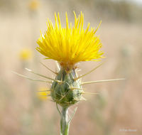 Image of yellow star-thistle