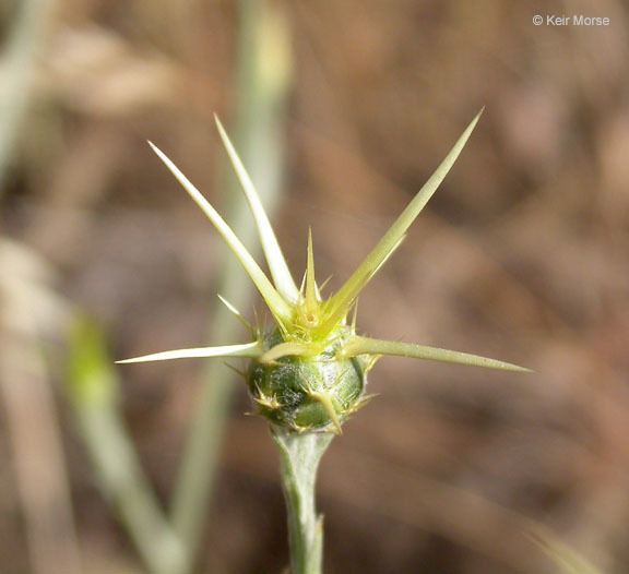 Image of yellow star-thistle
