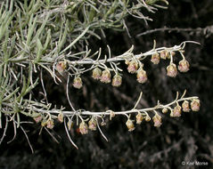 Image of coastal sagebrush