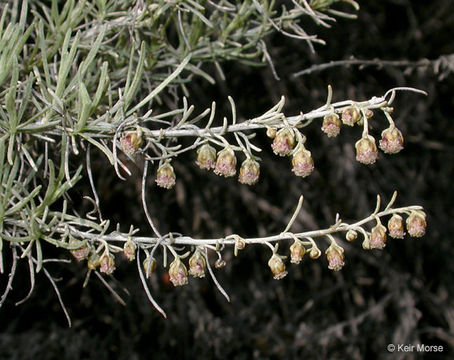 Image of coastal sagebrush