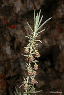 Image of coastal sagebrush