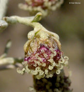 Image of coastal sagebrush