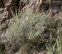 Image of coastal sagebrush