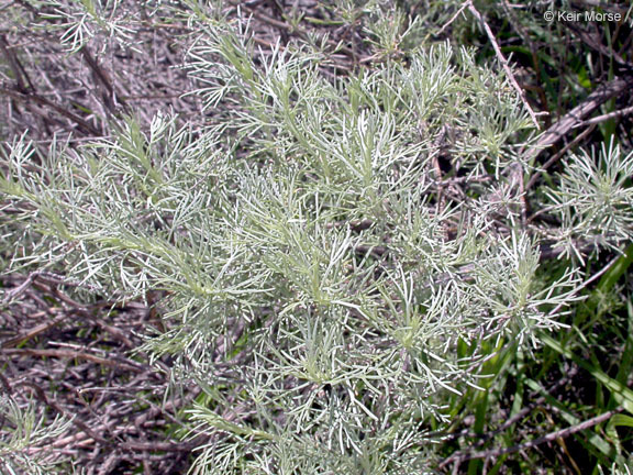 Image of coastal sagebrush