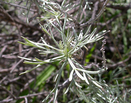 Image of coastal sagebrush