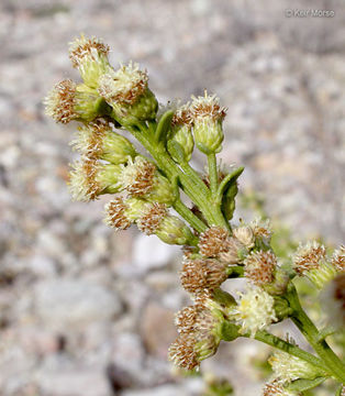 Imagem de Baccharis pilularis subsp. consanguinea (DC.) C. B. Wolf