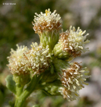 Imagem de Baccharis pilularis subsp. consanguinea (DC.) C. B. Wolf