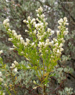 Imagem de Baccharis pilularis subsp. consanguinea (DC.) C. B. Wolf