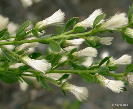 Imagem de Baccharis pilularis subsp. consanguinea (DC.) C. B. Wolf