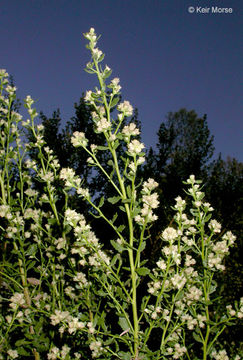 Imagem de Baccharis pilularis subsp. consanguinea (DC.) C. B. Wolf