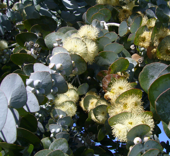 Image of Silver-leaved Mountain Gum