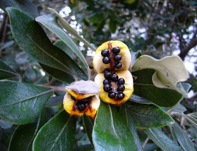 Image de Pittosporum crassifolium Banks & Sol. ex A. Cunningham