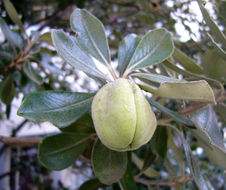 Image de Pittosporum crassifolium Banks & Sol. ex A. Cunningham