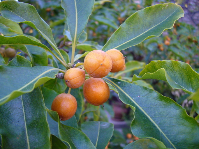 صورة Pittosporum undulatum Vent.