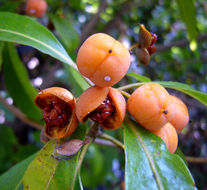 صورة Pittosporum undulatum Vent.