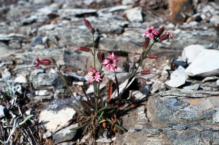 Image of San Francisco campion