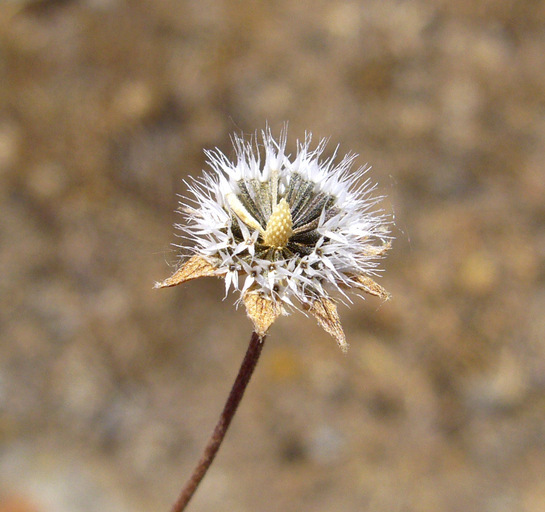 Lasthenia californica DC. ex Lindl.的圖片