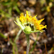 Image of Fremont's goldfields