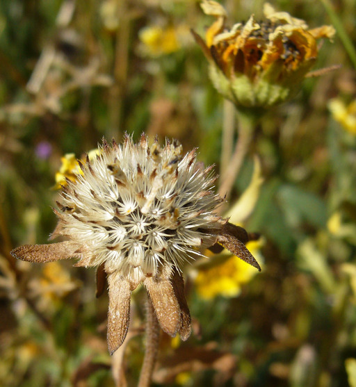 Слика од Layia chrysanthemoides (DC.) A. Gray