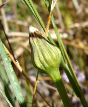 Image of Leontodon saxatilis Lam.