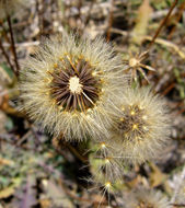 Image of lesser hawkbit