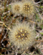 Image of lesser hawkbit