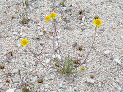 Image of yellow pincushion