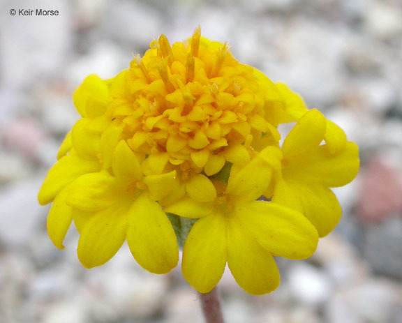 Sivun Chaenactis glabriuscula var. lanosa (DC.) Hall kuva