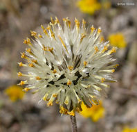 Sivun Chaenactis glabriuscula var. lanosa (DC.) Hall kuva