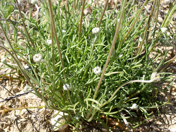 Sivun Chaenactis glabriuscula var. lanosa (DC.) Hall kuva