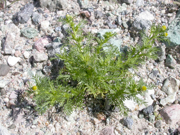 Image of disc mayweed