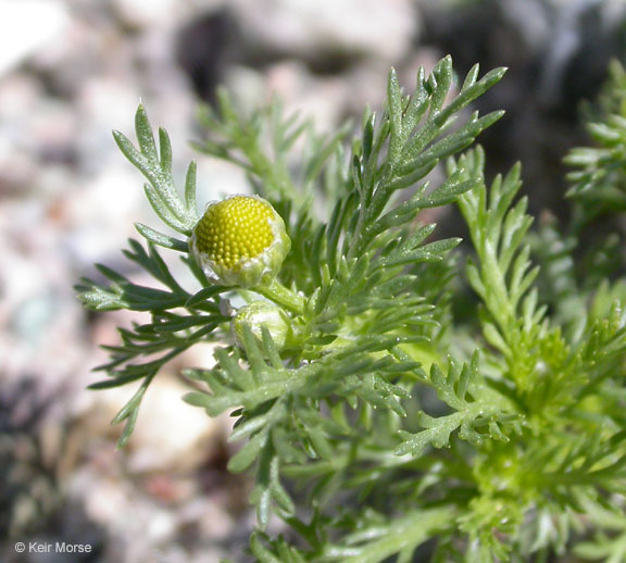 Image of disc mayweed