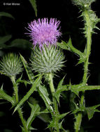 Image of Spear Thistle