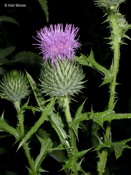 Image of Spear Thistle