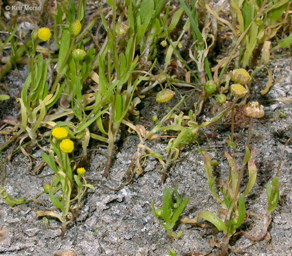 Image of common brassbuttons