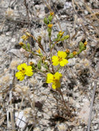 Image of threeray tarweed