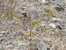 Image of threeray tarweed
