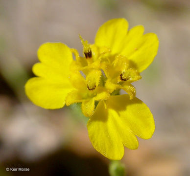 Image of threeray tarweed