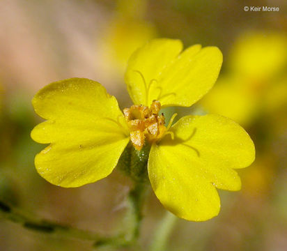 Image of threeray tarweed