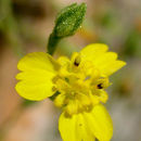 Image of threeray tarweed