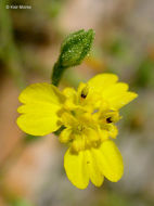 Image of threeray tarweed