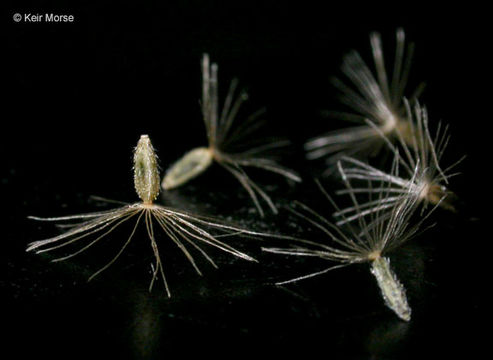 Image of stink aster